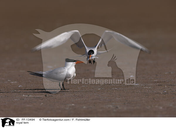 royal tern / FF-13494