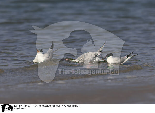 royal tern / FF-13497