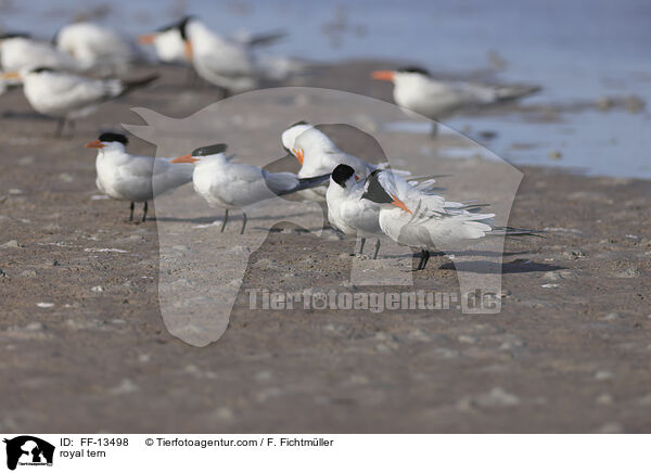 Knigsseeschwalbe / royal tern / FF-13498