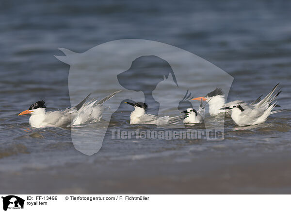 Knigsseeschwalbe / royal tern / FF-13499