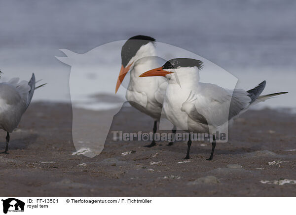 Knigsseeschwalbe / royal tern / FF-13501