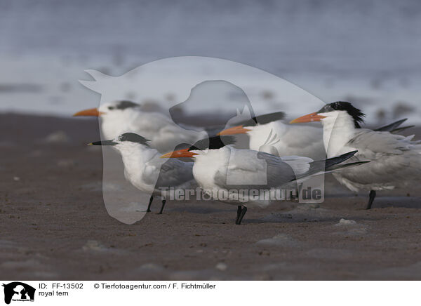 royal tern / FF-13502