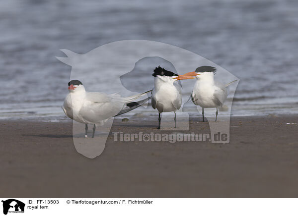 royal tern / FF-13503