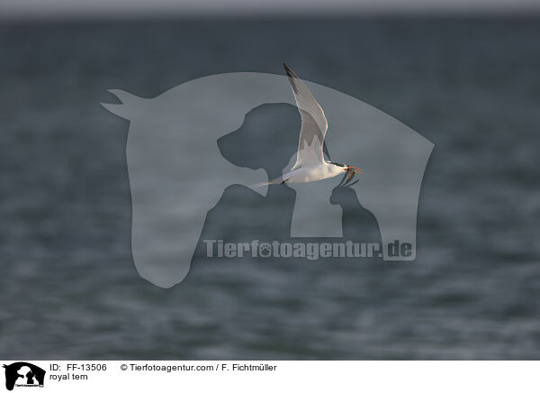 royal tern / FF-13506