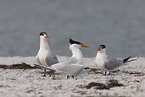 royal tern