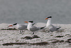 royal tern
