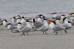 royal tern