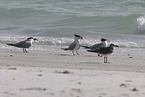 royal tern