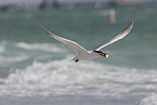 royal tern