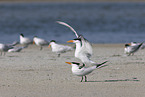 royal tern