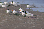 royal tern