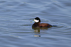 ruddy duck