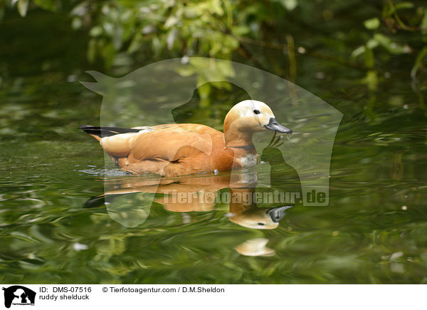 Rostgans / ruddy shelduck / DMS-07516