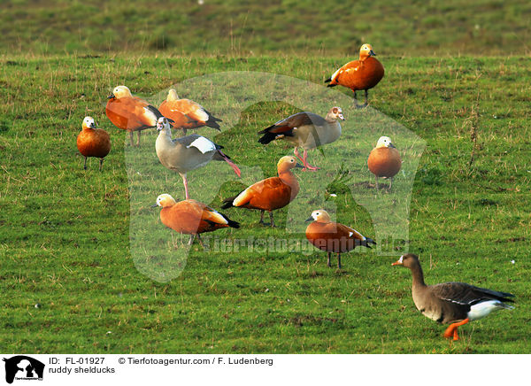 ruddy shelducks / FL-01927