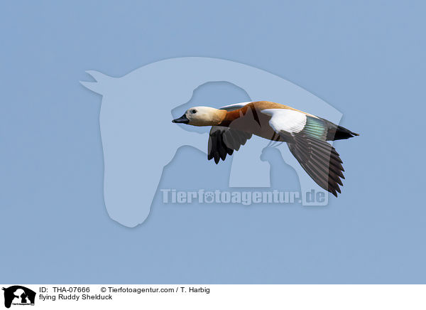 fliegende Rostgans / flying Ruddy Shelduck / THA-07666