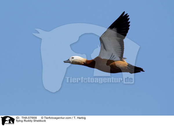 fliegende Rostgans / flying Ruddy Shelduck / THA-07668