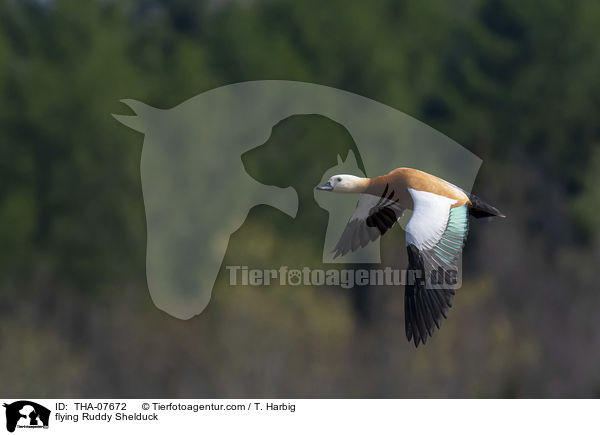 flying Ruddy Shelduck / THA-07672