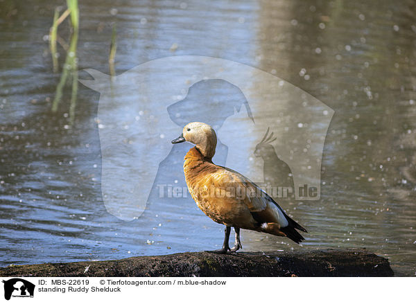 stehende Rostgans / standing Ruddy Shelduck / MBS-22619