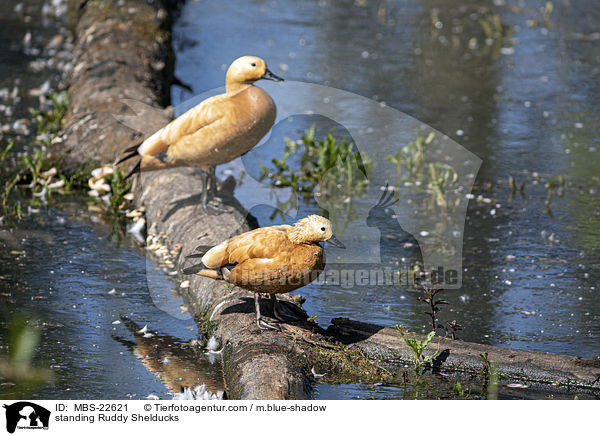 stehende Rostgnse / standing Ruddy Shelducks / MBS-22621