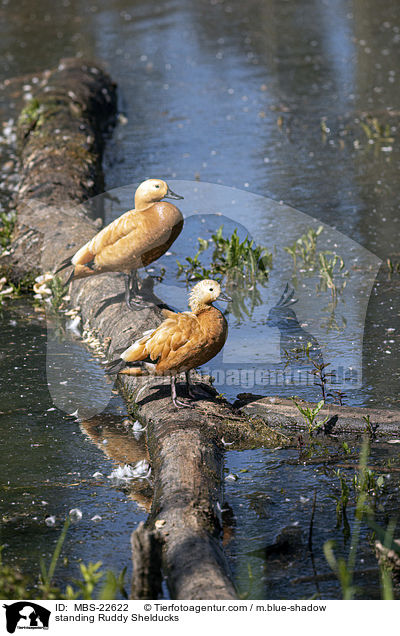 stehende Rostg�nse / standing Ruddy Shelducks / MBS-22622