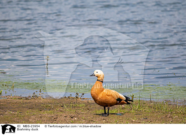 Brahminy duck / MBS-23954