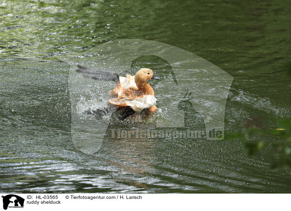 Rostgans / ruddy shelduck / HL-03565