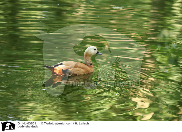 Rostgans / ruddy shelduck / HL-03601