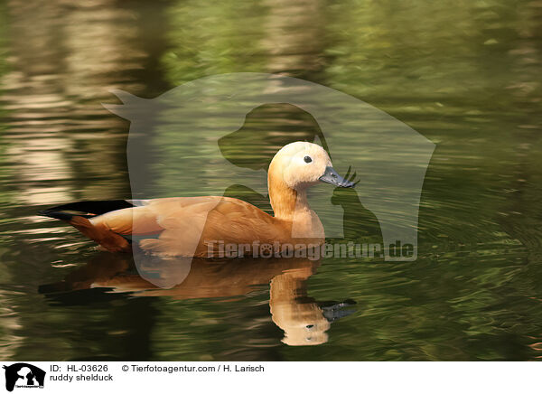 ruddy shelduck / HL-03626