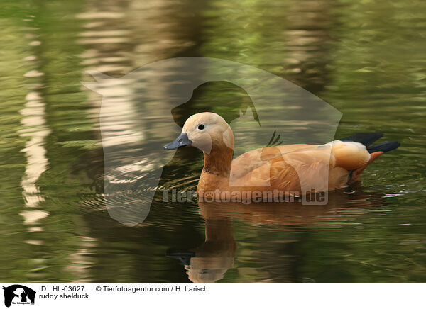 Rostgans / ruddy shelduck / HL-03627