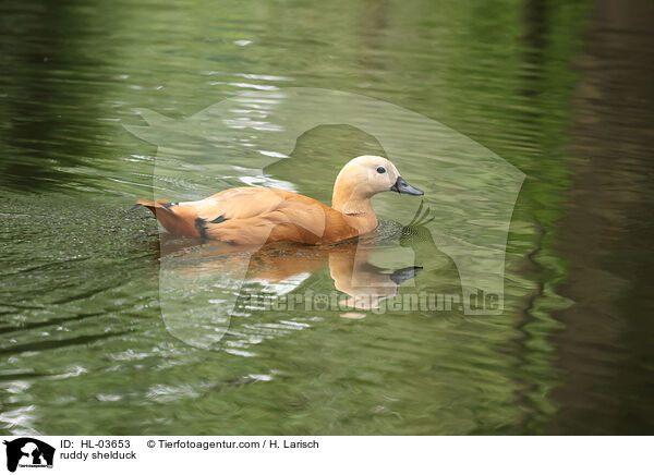 Rostgans / ruddy shelduck / HL-03653