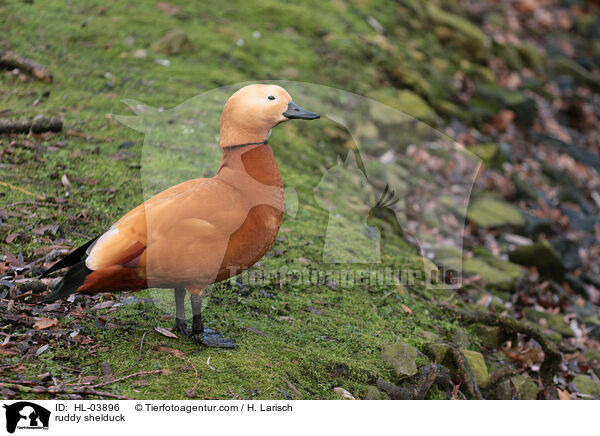 ruddy shelduck / HL-03896