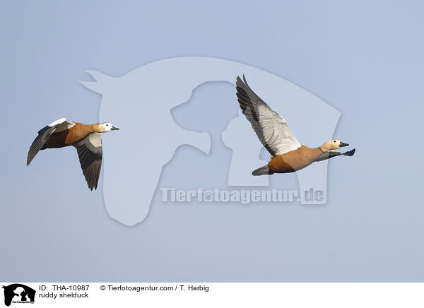 ruddy shelduck / THA-10987