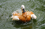 ruddy shelduck