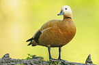 ruddy shelduck