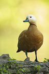 ruddy shelduck