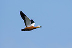 flying Ruddy Shelduck