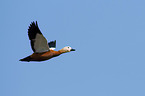 flying Ruddy Shelduck