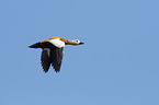 flying Ruddy Shelduck