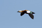 flying Ruddy Shelduck