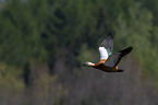 flying Ruddy Shelduck