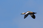 flying Ruddy Shelduck