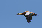 flying Ruddy Shelduck