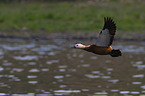 flying Ruddy Shelduck