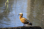 standing Ruddy Shelduck