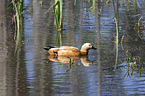 swimming Ruddy Shelduck