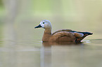 ruddy shelduck