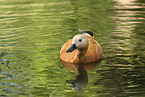 ruddy shelduck