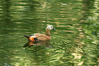 ruddy shelduck