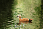 ruddy shelduck