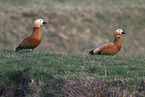 ruddy shelduck